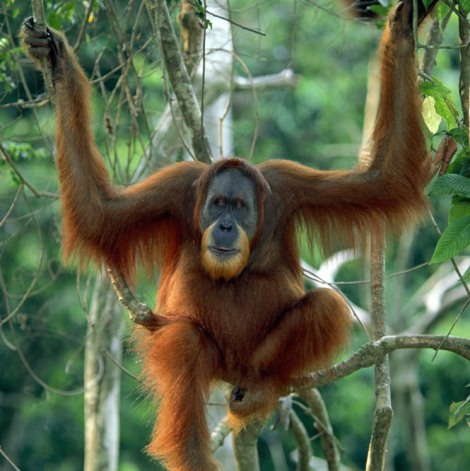 Orangután de sumatra